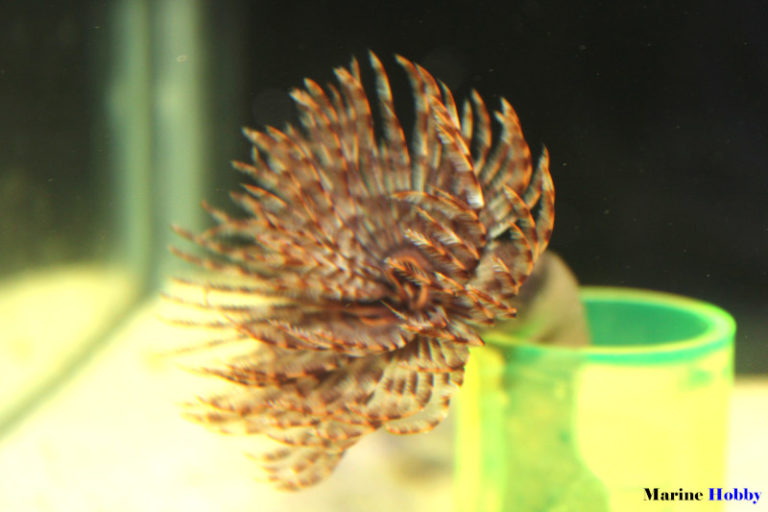 Feather Dusters or Fan Worms in a Marine Aquarium Marine Hobby