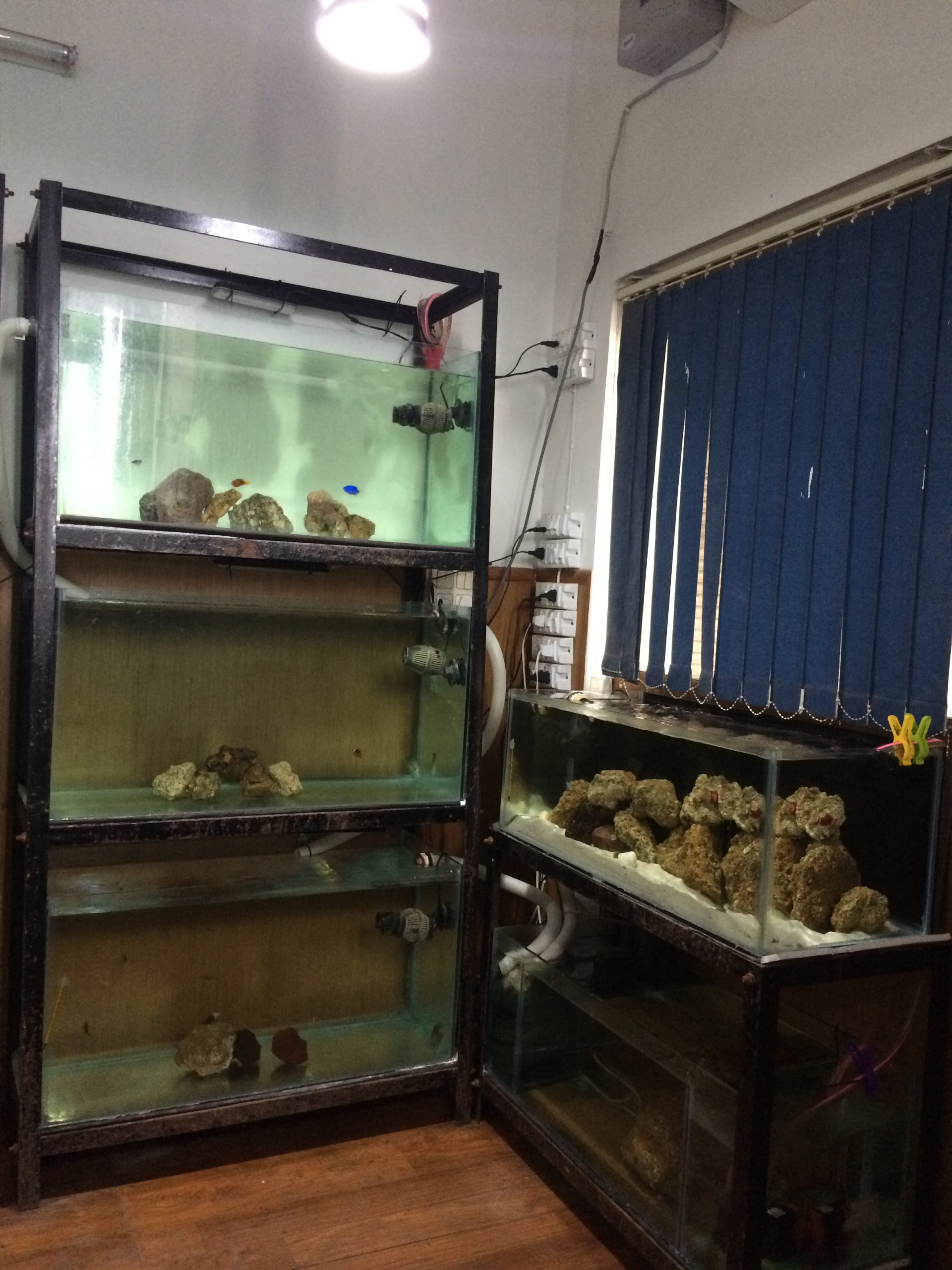 Marine Aquarium Near Me, Get Most of the Search in India Marine Hobby