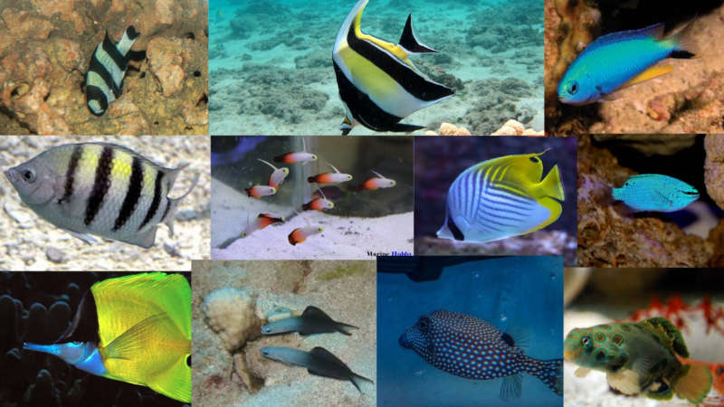 Marine Fish Beginners Should Avoid