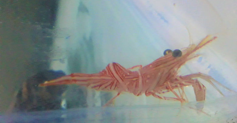 Rhynchocinetes durbanensis_Dance Shrimp