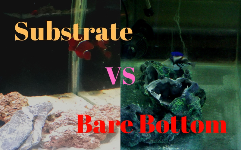 Substrate vs Bare Bottom in a Saltwater Aquarium