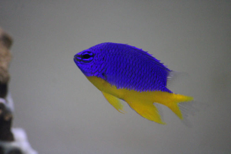 Azure Damselfish