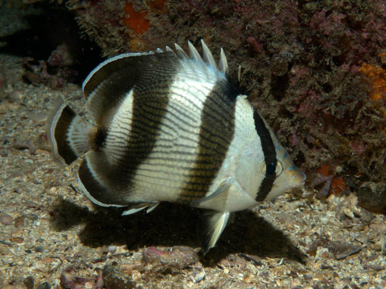 Banded butterflyfish (Chaetodon striatus) Successful Aquaculture ...