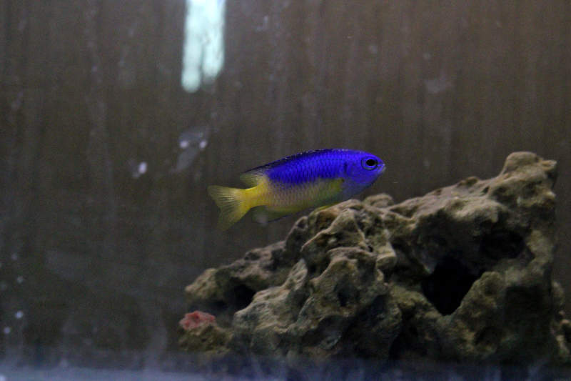 Blue and Yellow Damselfish