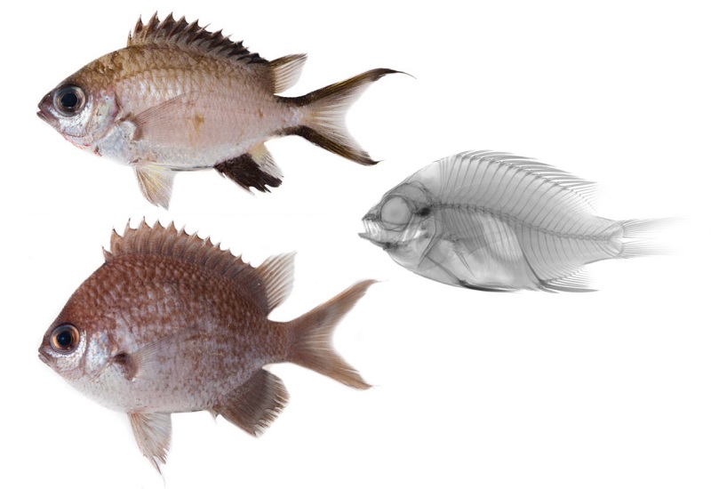 Chromis gunting-Chromis hangganan-Chromis bowesi