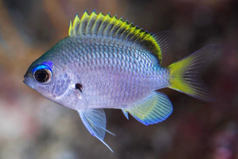 Chromis tingting