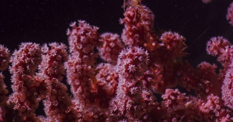 Deep-Sea Corals