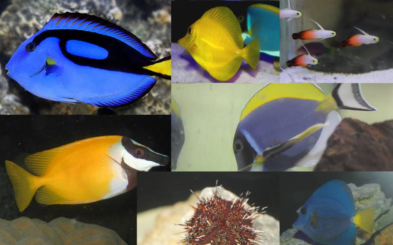 Reef Fish and Creatures