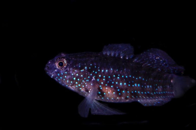 Starry Goby (Asterropteryx semipunctata) Successfully Bred by Biota