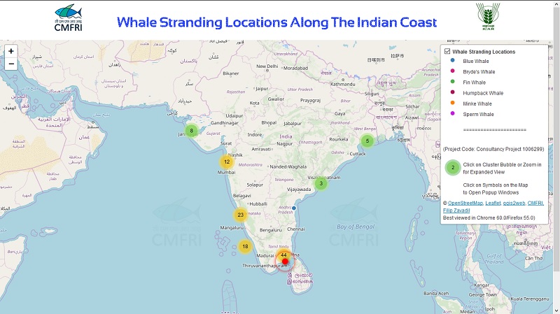 Whale Stranding Infographics on the Indian Coastline
