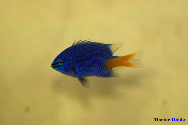 Yellowtail Damselfish (Chrysiptera parasema)