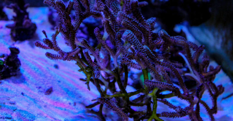 Bird’s Nest Coral 