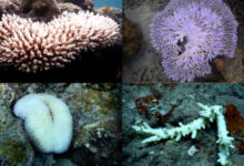 Coral Bleaching is a Reality