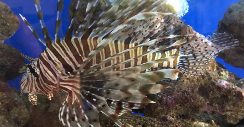 Lionfish