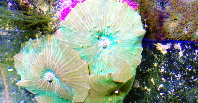 Mushroom Corals