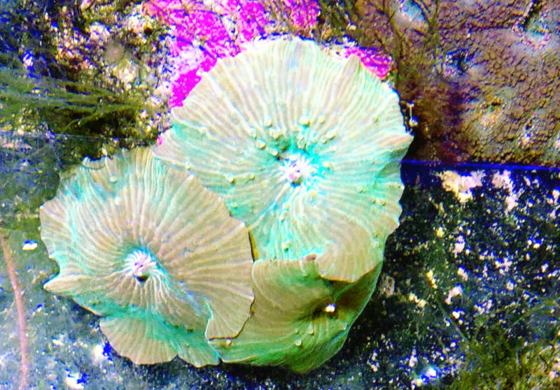 Keeping Mushroom Corals Marine Hobby