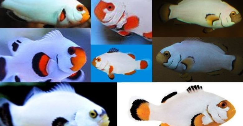 Platinum Clownfish