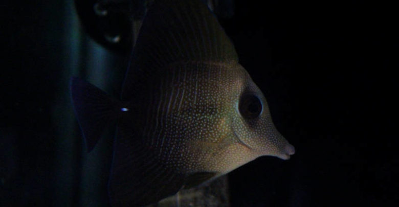 Scopas Tang (Zebrasoma scopas)