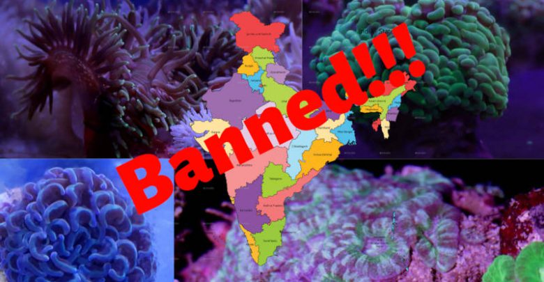 India’s stand on Aquarium Corals