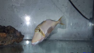 Bursa Triggerfish (Rhinecanthus verrucosus)