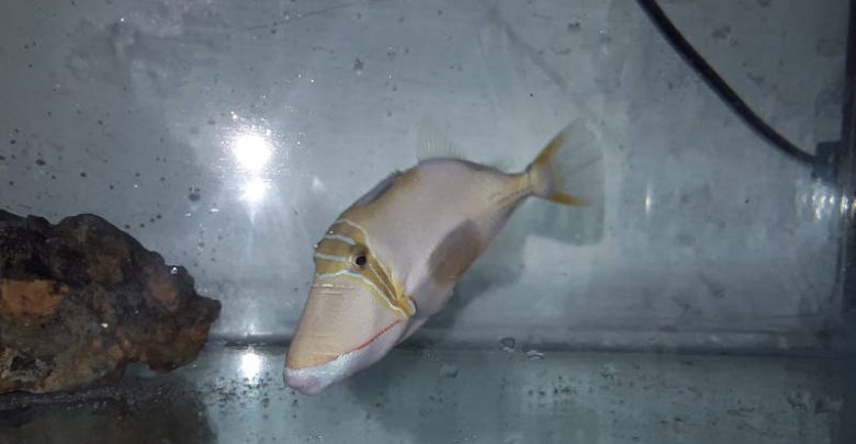 Bursa Triggerfish (Rhinecanthus verrucosus)