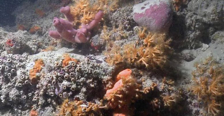 Italy has a coral reef along the Italian Adriatic coast