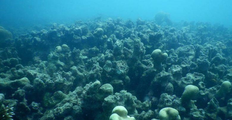 Ninety Percent of Sri Lanka’s Coral Reefs Are Dead