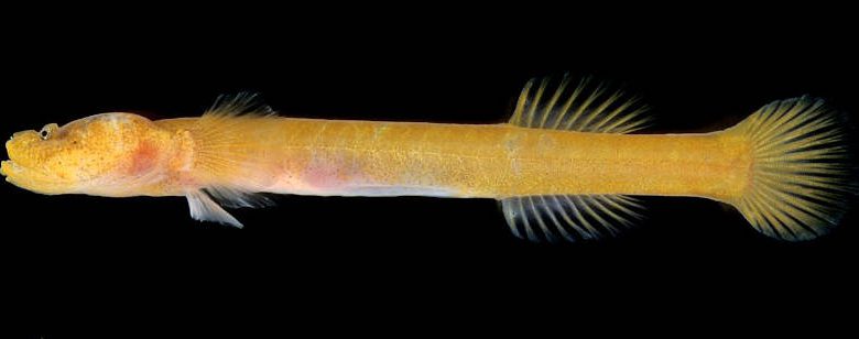 Luciogobius yubai