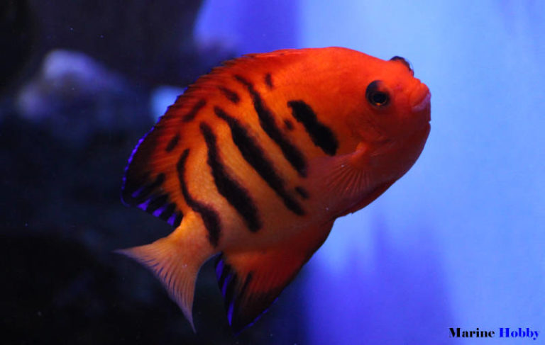 Flame angelfish (Centropyge loriculus) with vibrant orange flames ...