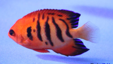 Flame-angelfish-Centropyge-loriculus