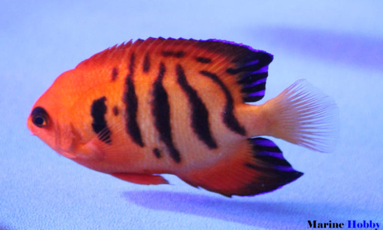 Flame-angelfish-Centropyge-loriculus