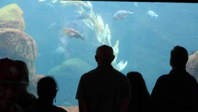Multilevel Aquarium in Mumbai