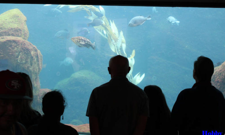 Multilevel Aquarium in Mumbai