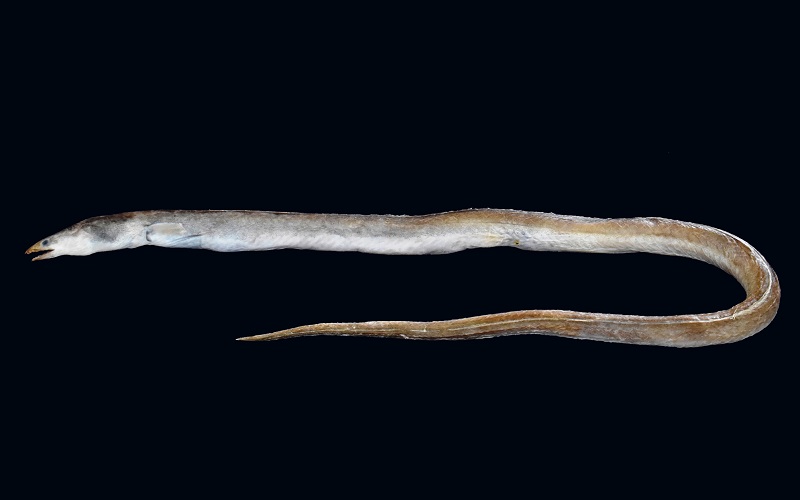 Ophichthus kailashchandrai, A new species of Snake Eel From India ...